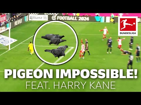 Does Agent Pigeon Help Harry Kane Score? – spainfutbol.es